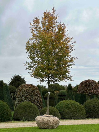 CBQ TREE #005