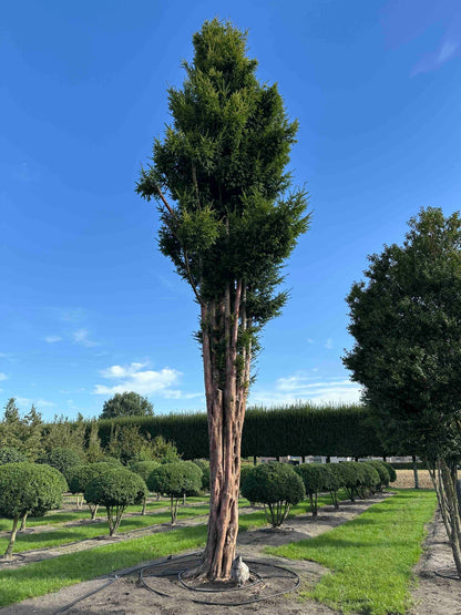 TB TREE #105