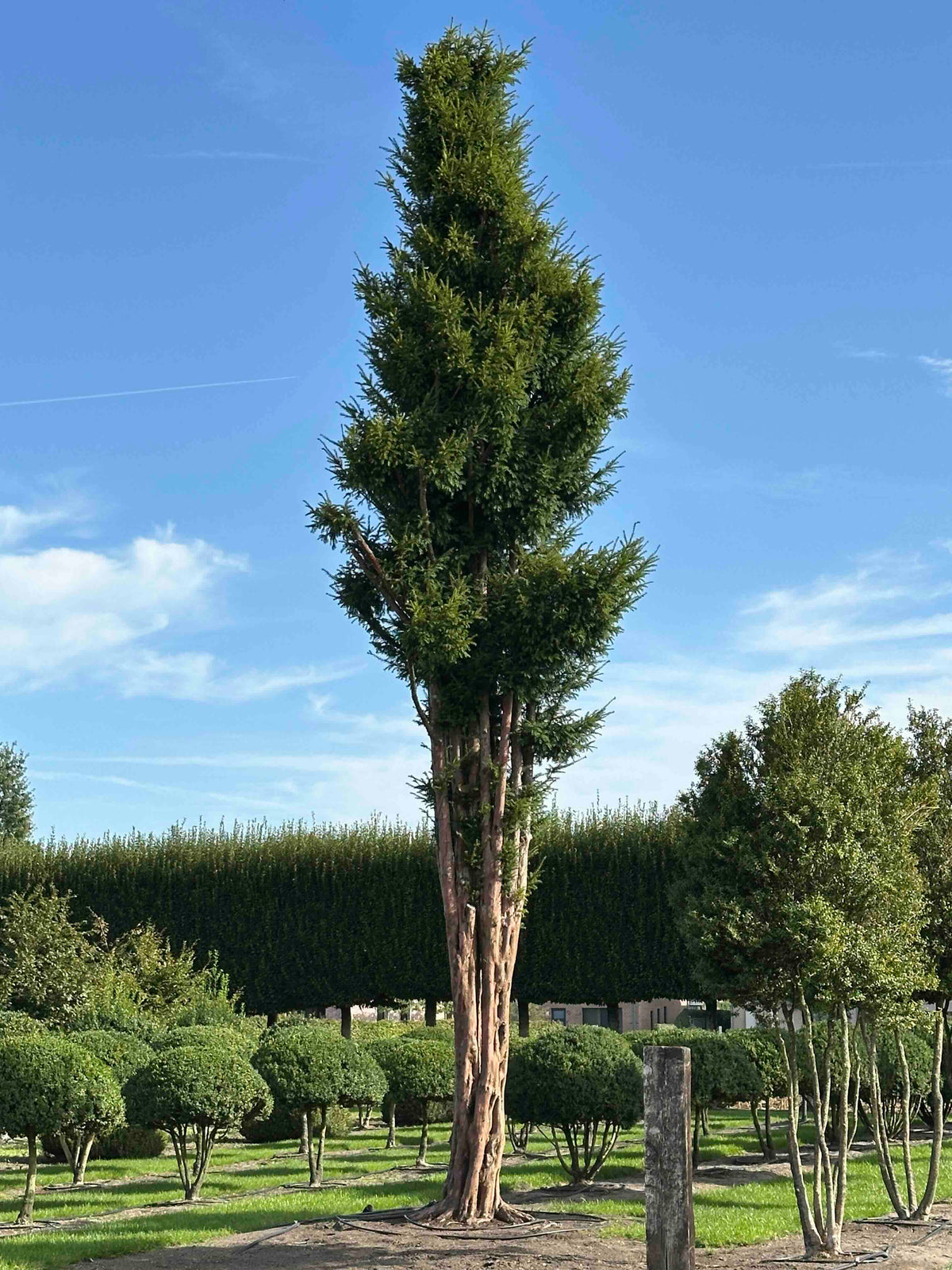 TB TREE #105