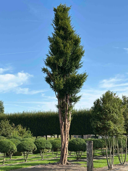 TB TREE #105