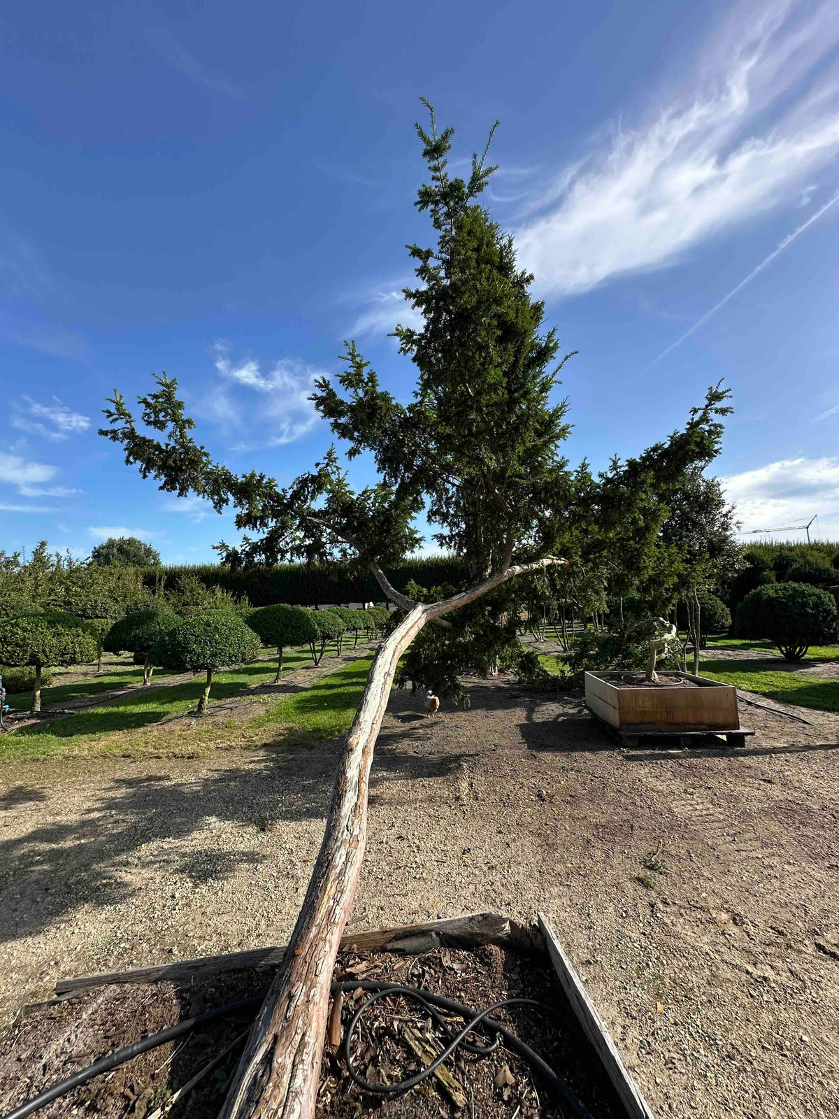 TB TREE #112