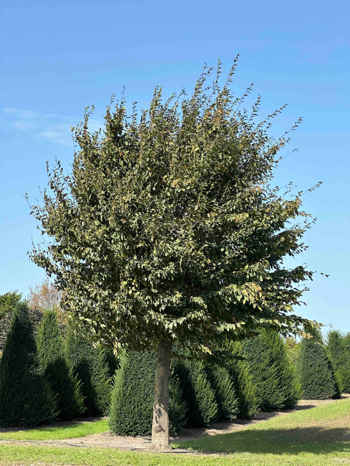 CB TREE #020