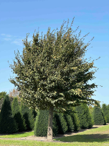 CB TREE #020
