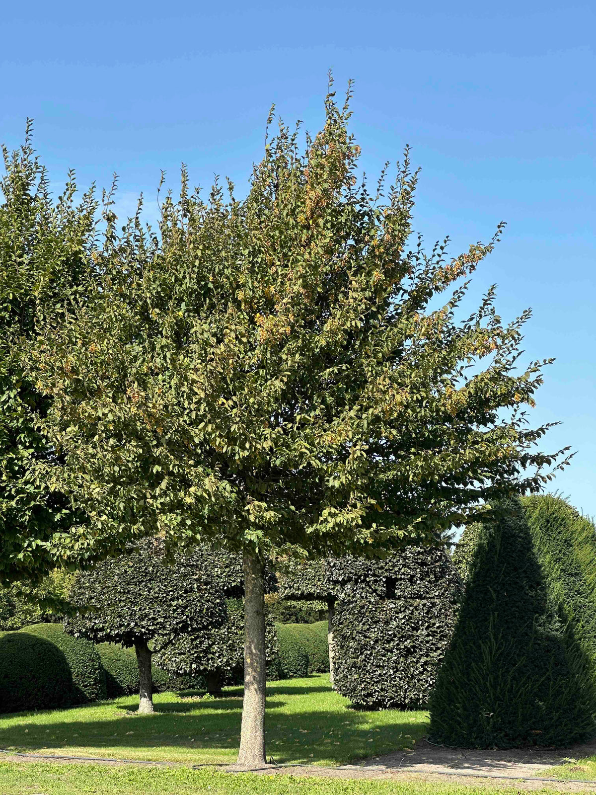 CB TREE #019