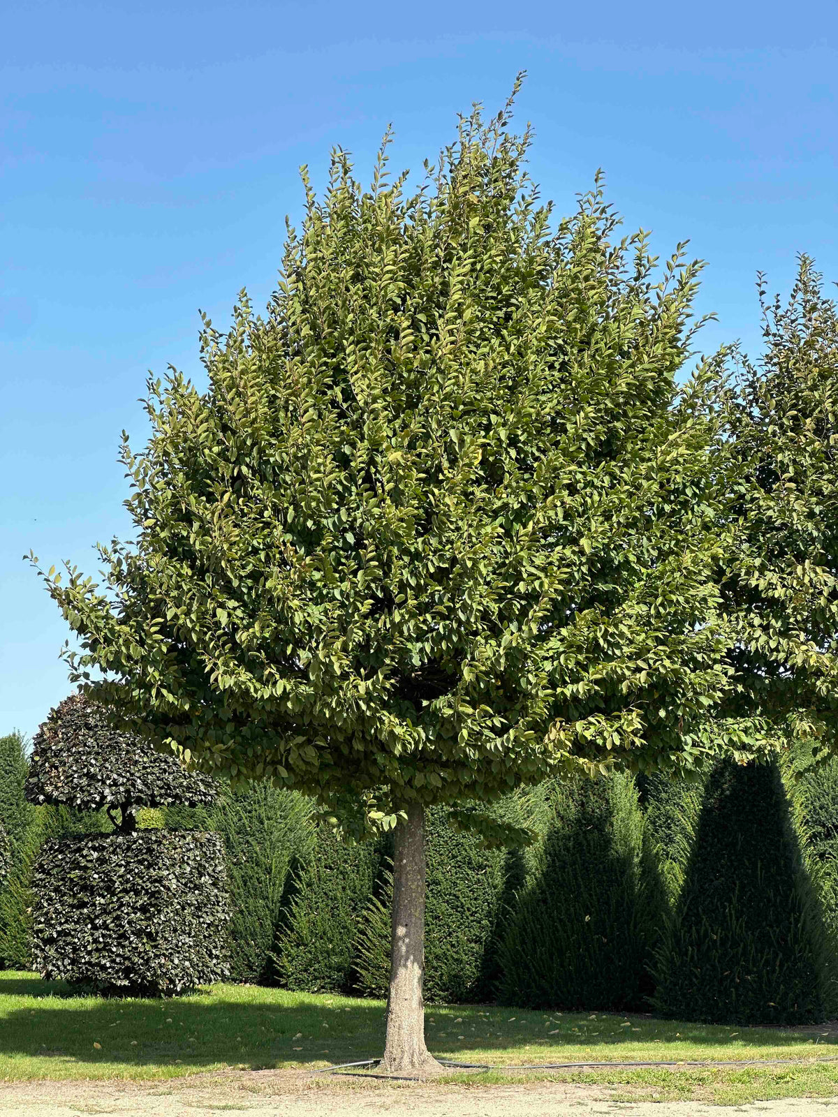 CB TREE #018
