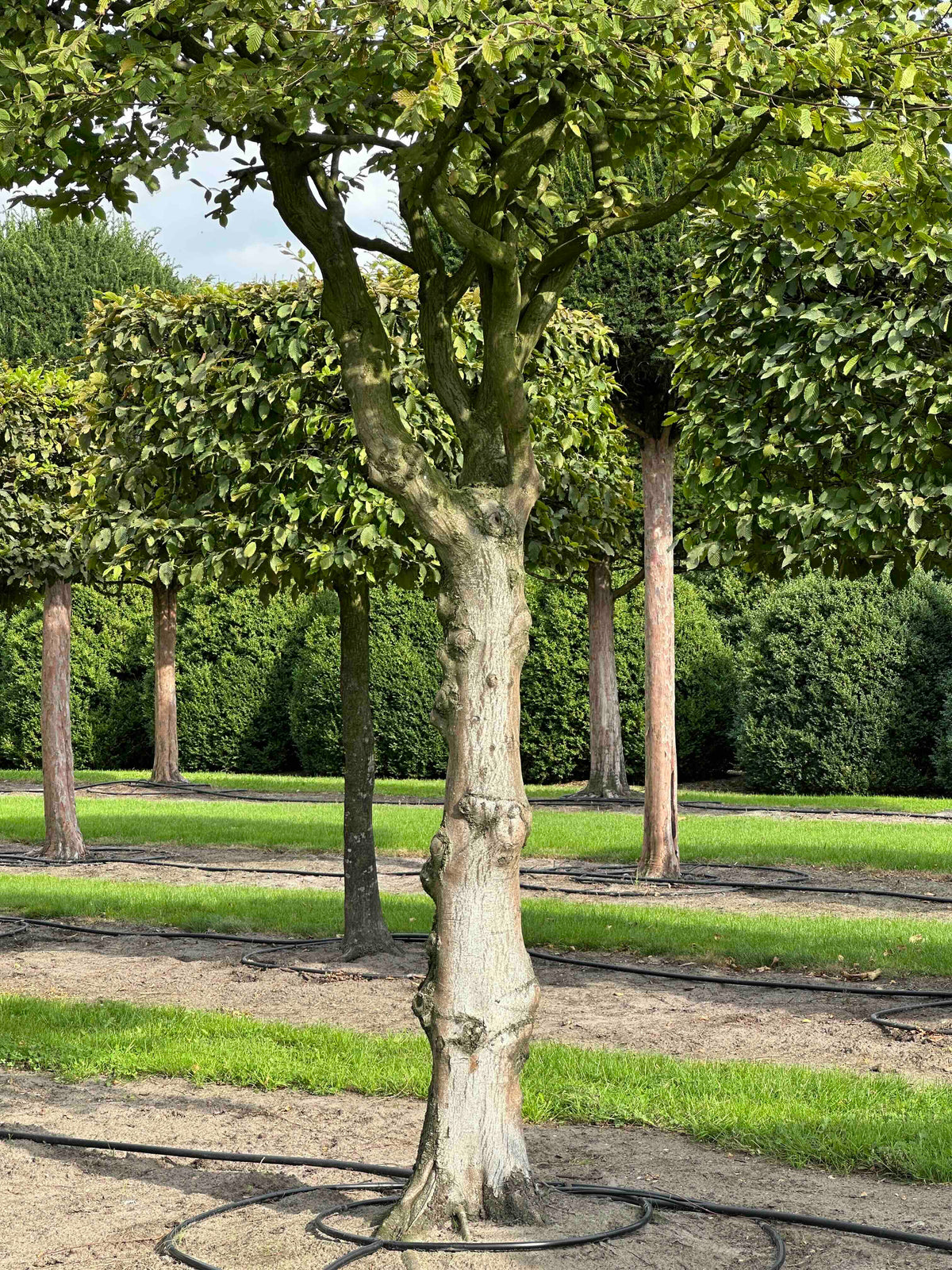 CB TREE #073