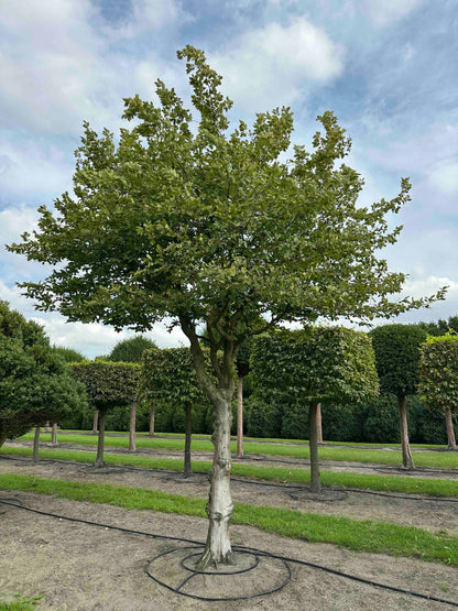CB TREE #073