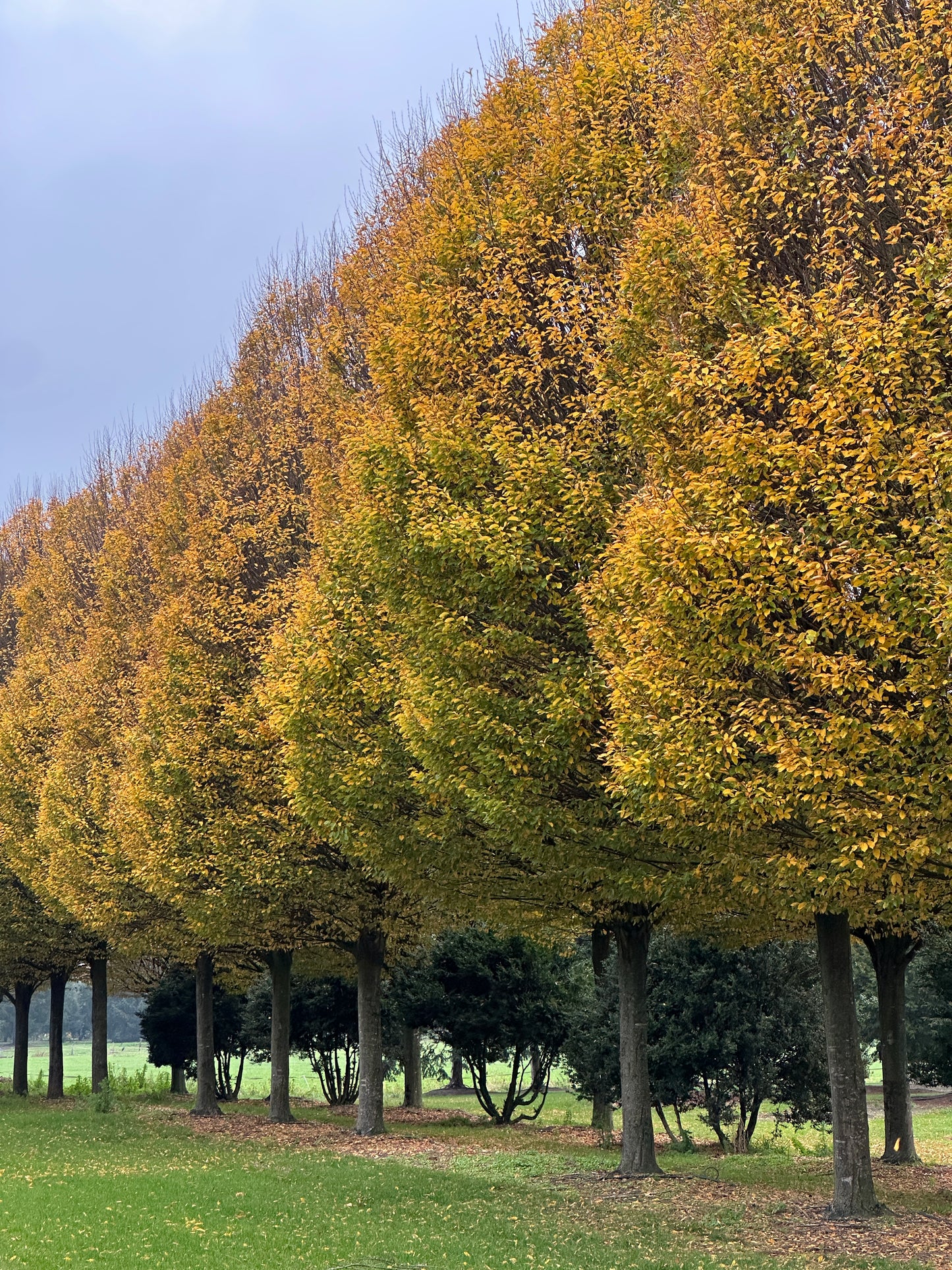 CBF TREE #002