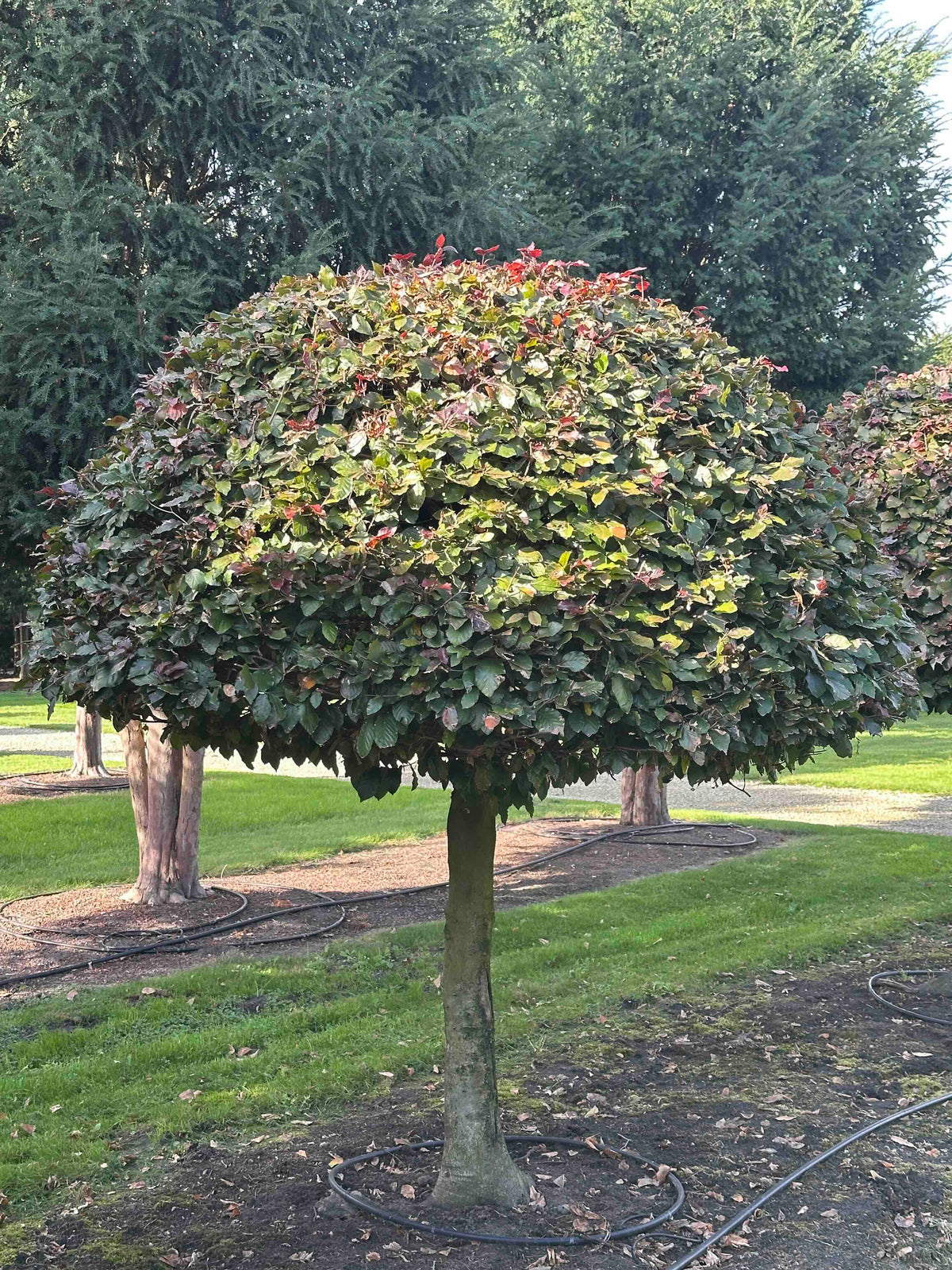FSA TOPIARY #003