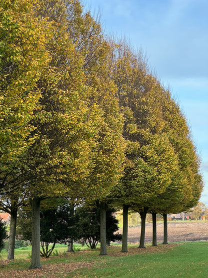 CBF TREE #002