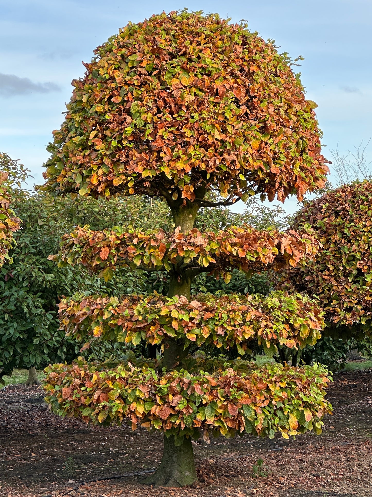 FS TOPIARY #181