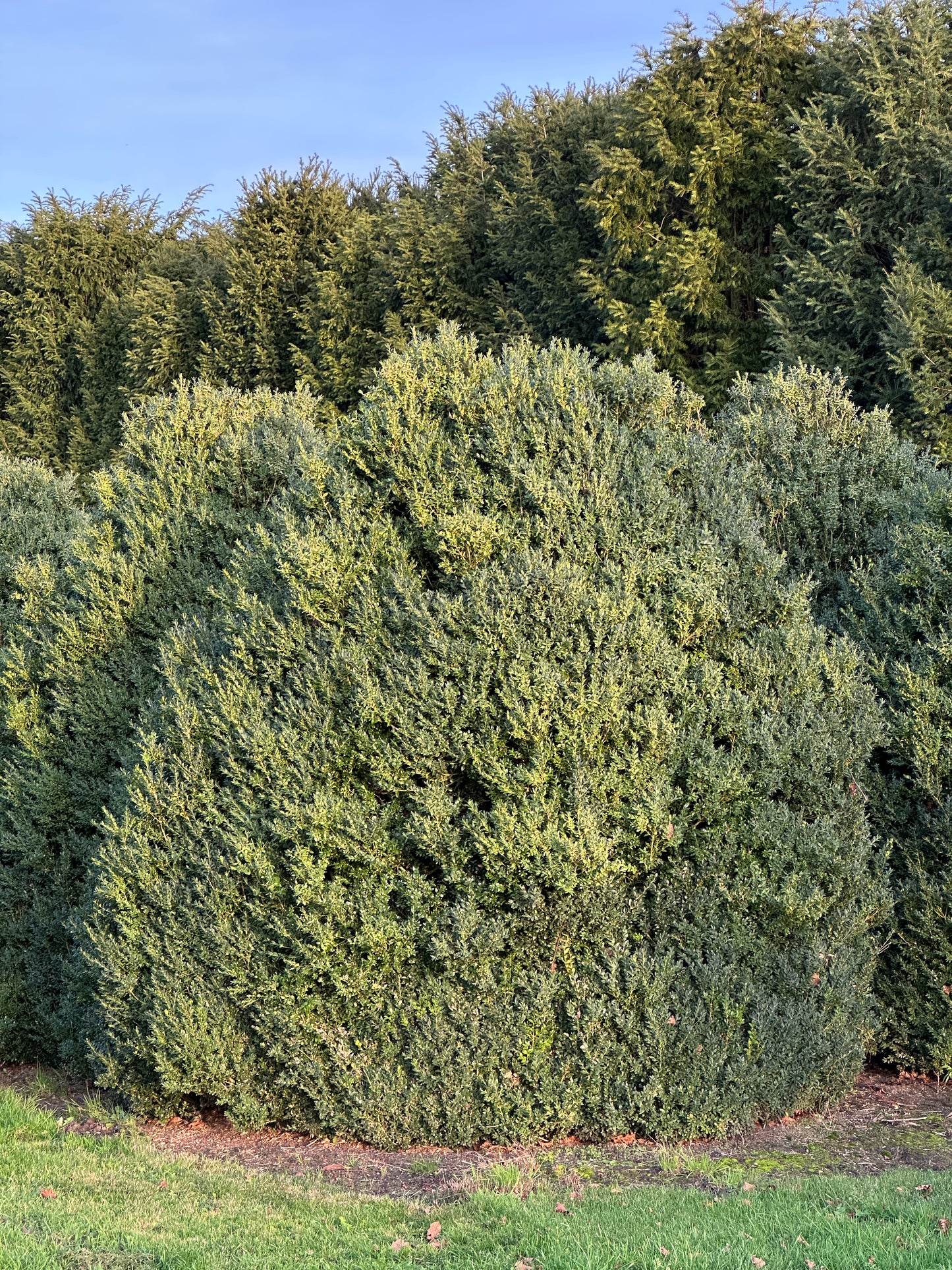 Buxus sempervirens shrubs