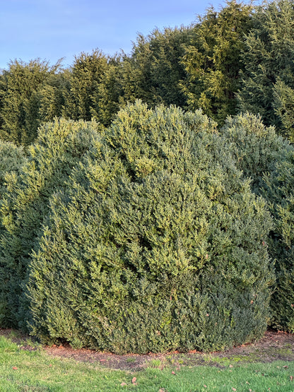 Buxus sempervirens shrubs