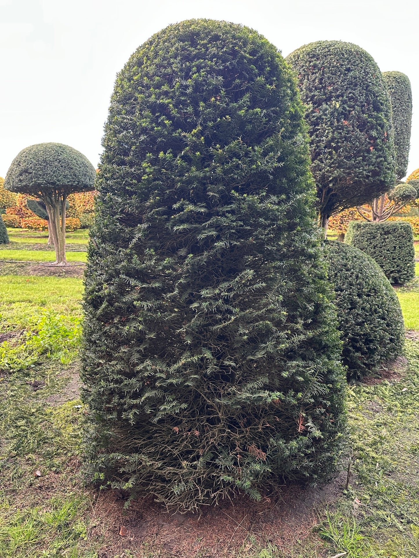 TB TOPIARY #404