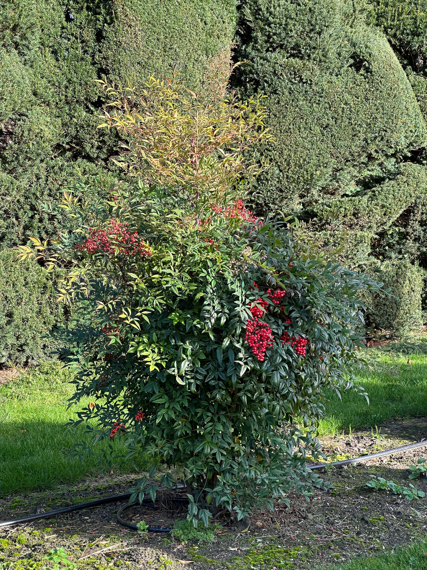 Nandina domestica
