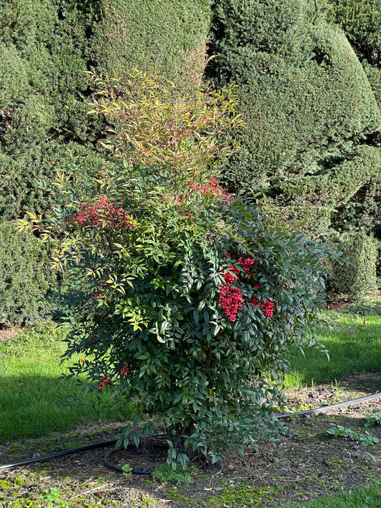 Nandina domestica