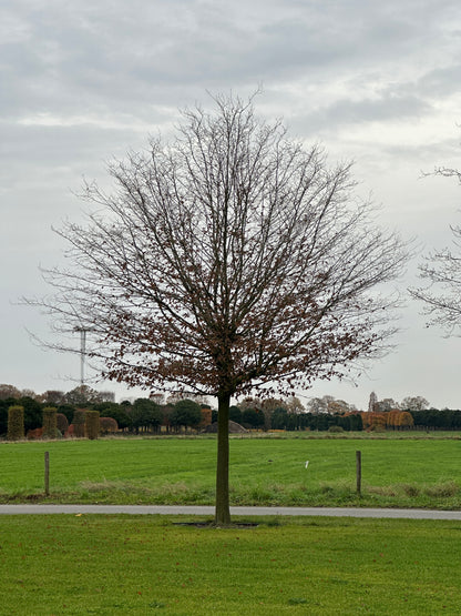 CB TREE #021