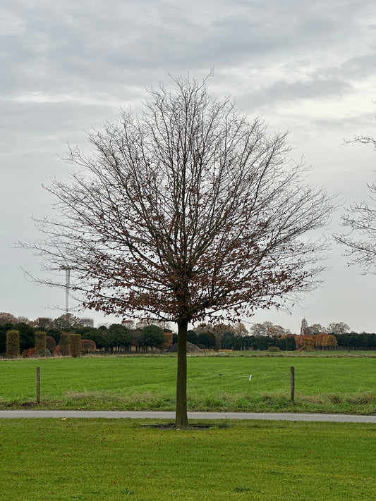 CB TREE #021