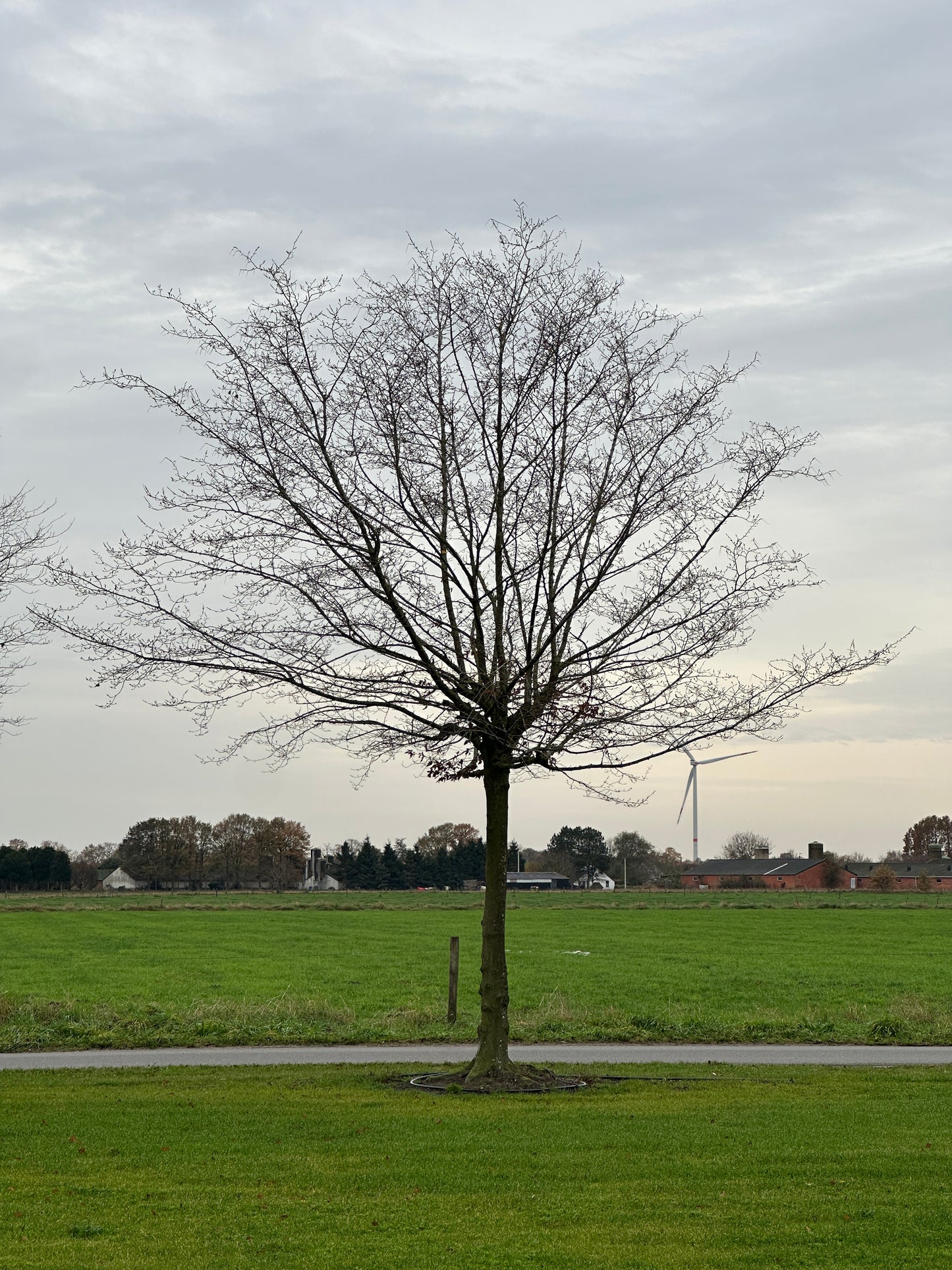 CB TREE #022
