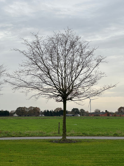 CB TREE #022