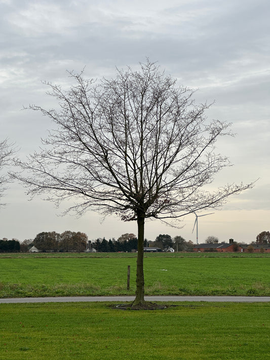 CB TREE #022