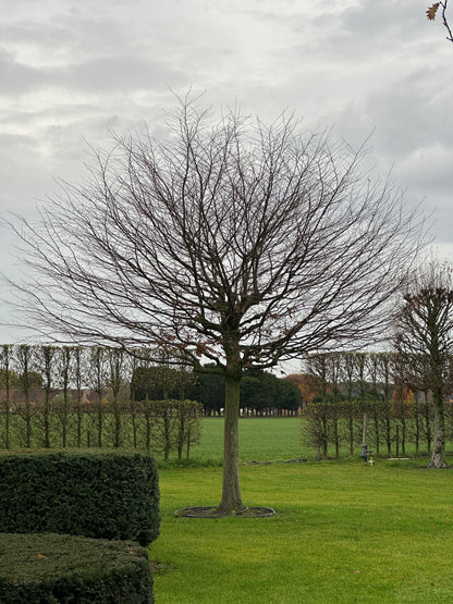 CB TREE #023