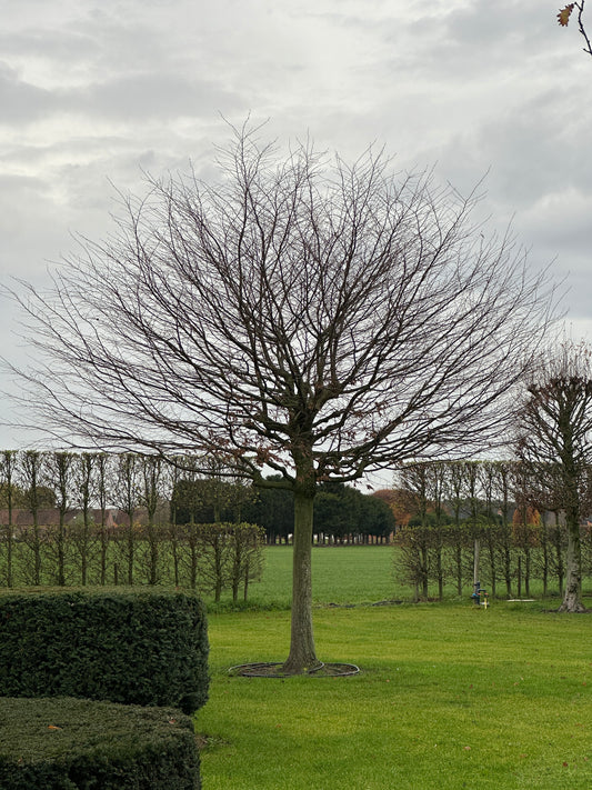 CB TREE #023
