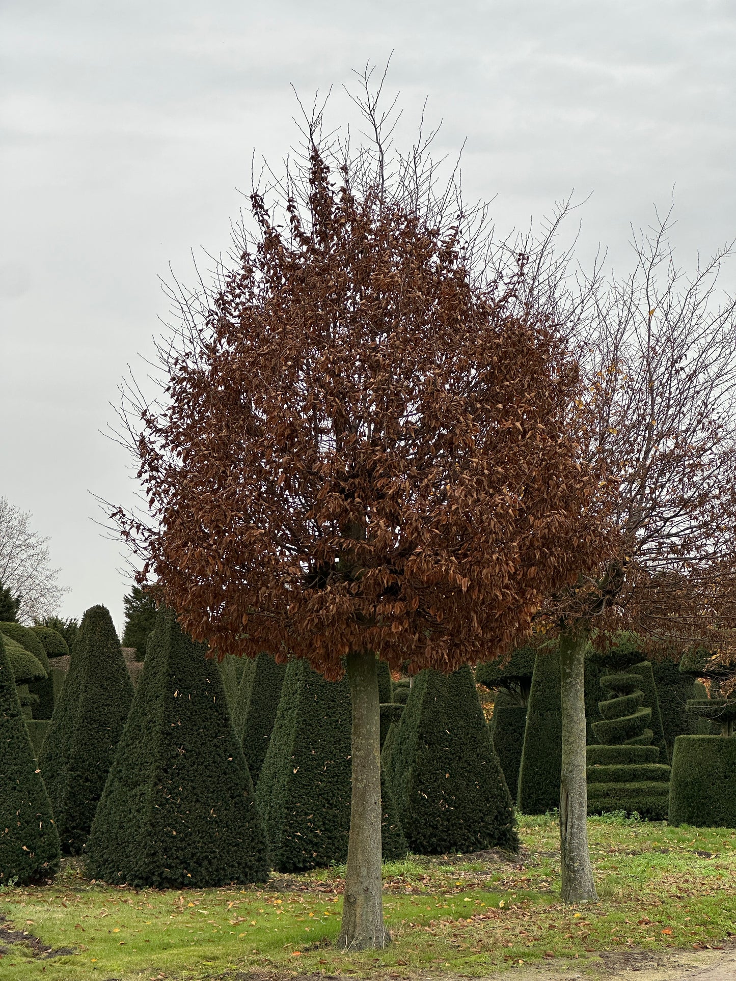 CB TREE #020
