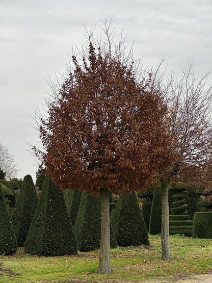 CB TREE #020