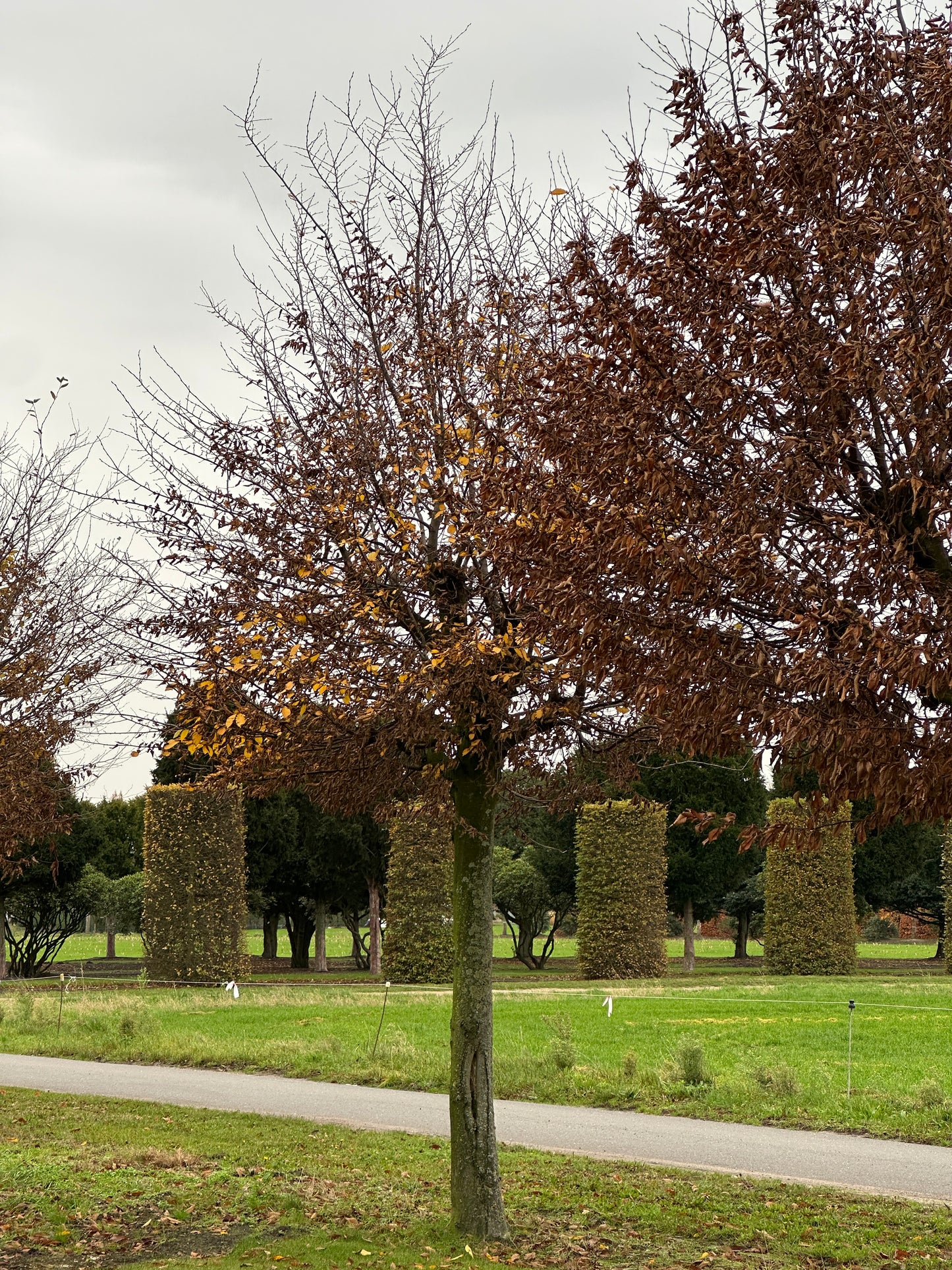 CB TREE #019