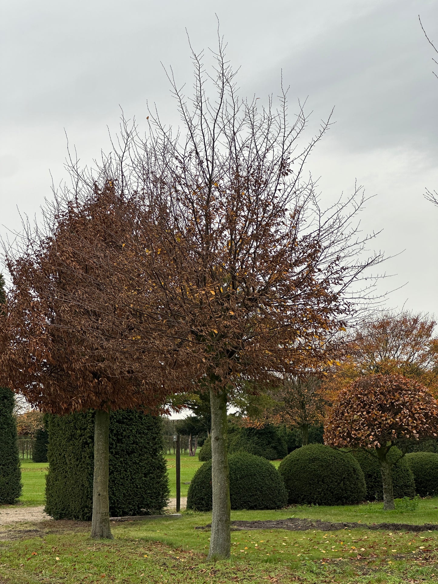 CB TREE #019