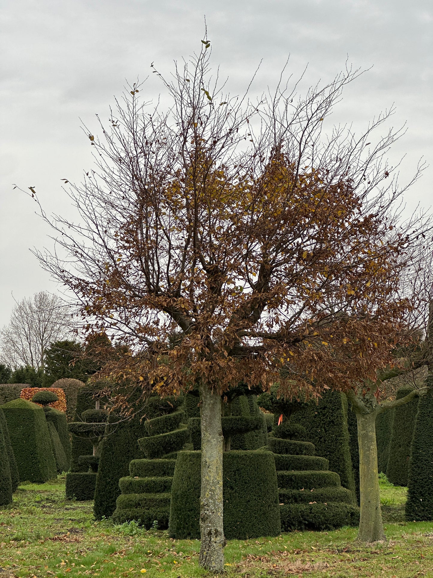 CB TREE #018