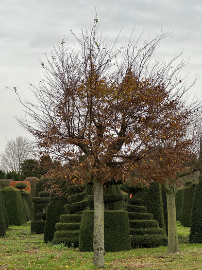 CB TREE #018