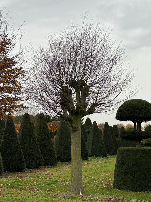 CB TREE #017