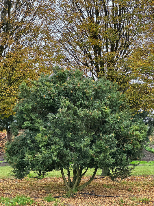 Buxus sempervirens