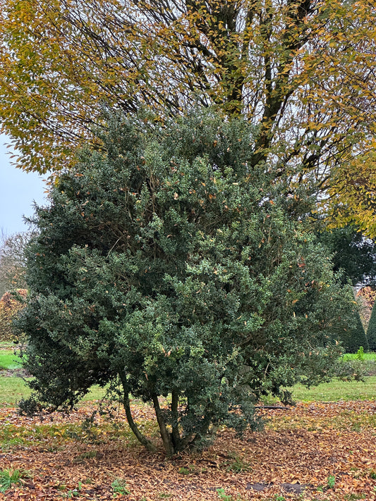 Buxus sempervirens