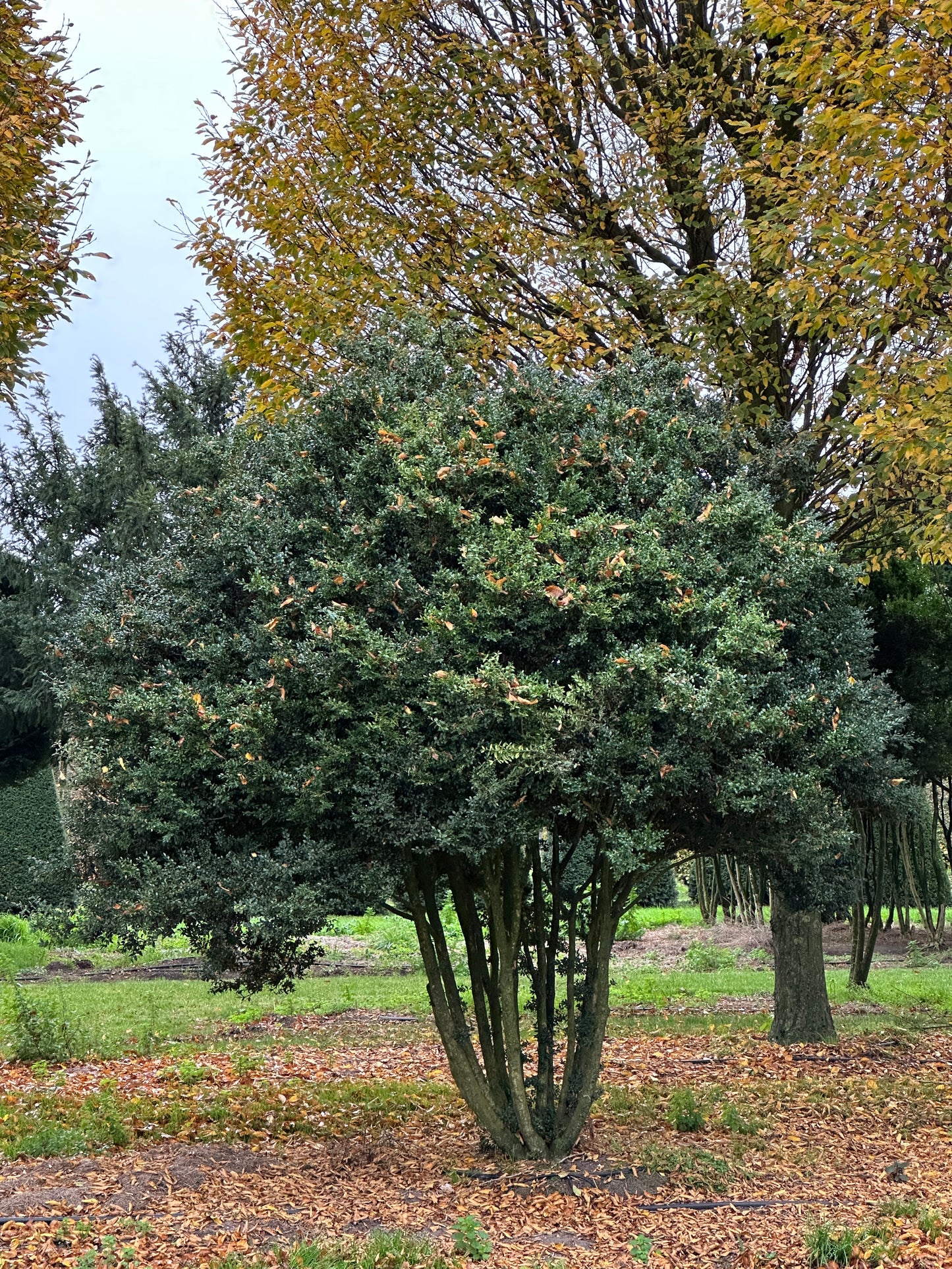 Buxus sempervirens