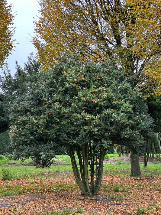Buxus sempervirens
