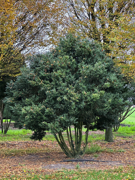 Buxus sempervirens