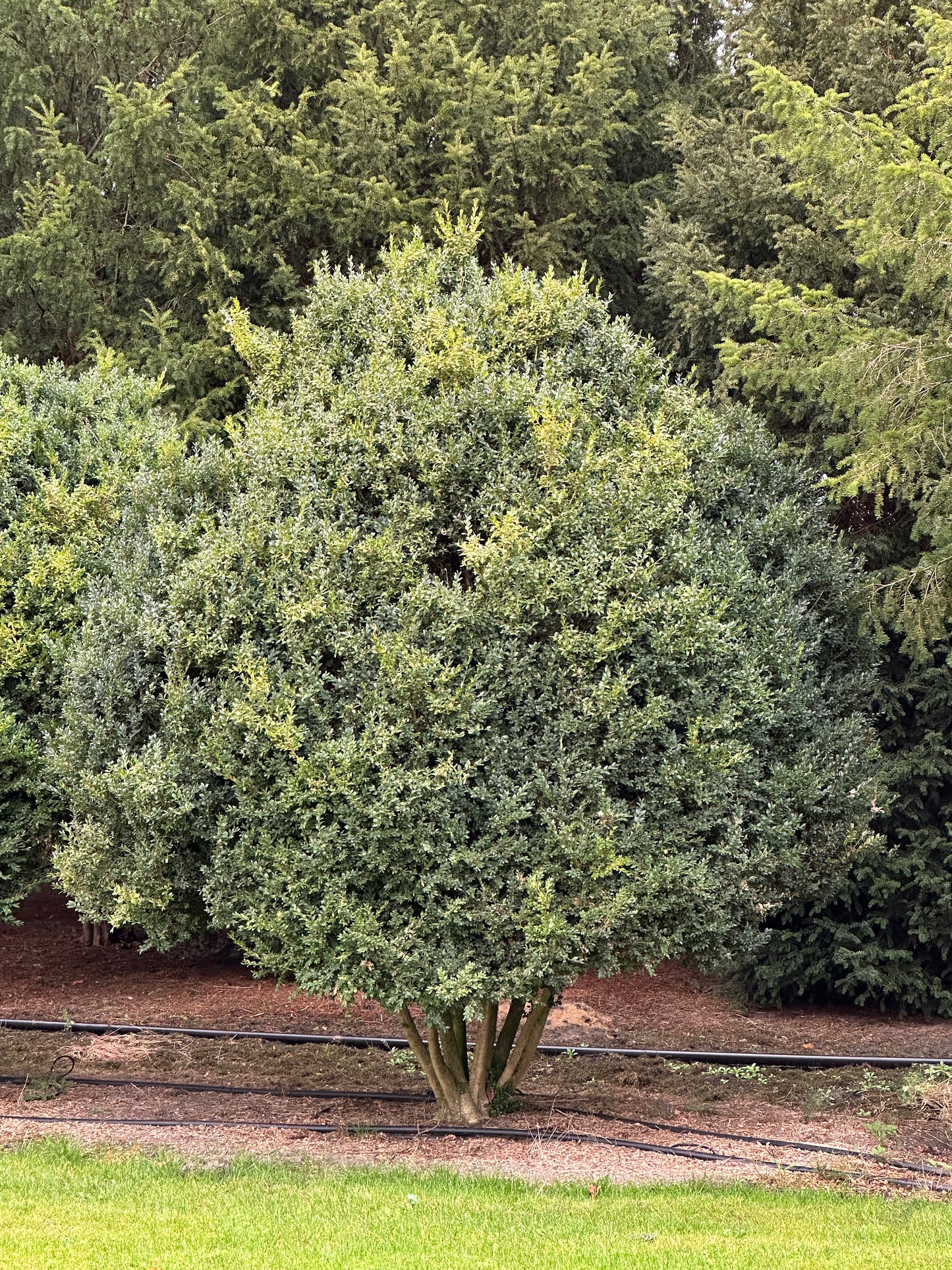 Buxus sempervirens