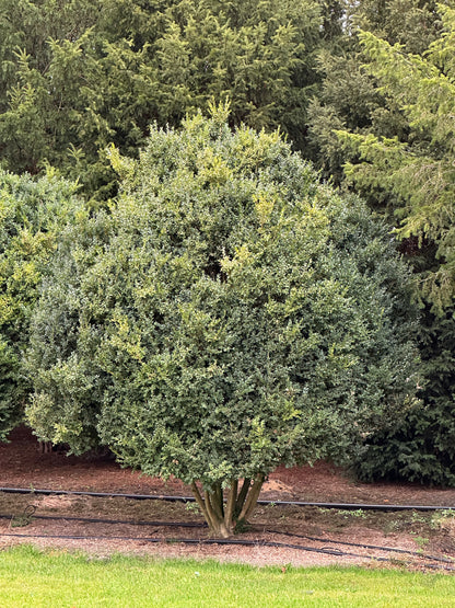 Buxus sempervirens