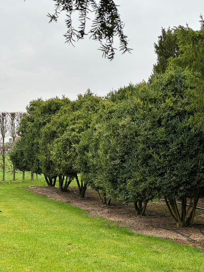 Buxus sempervirens