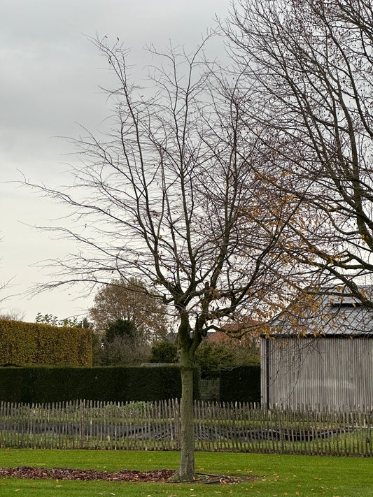 CB TREE #050
