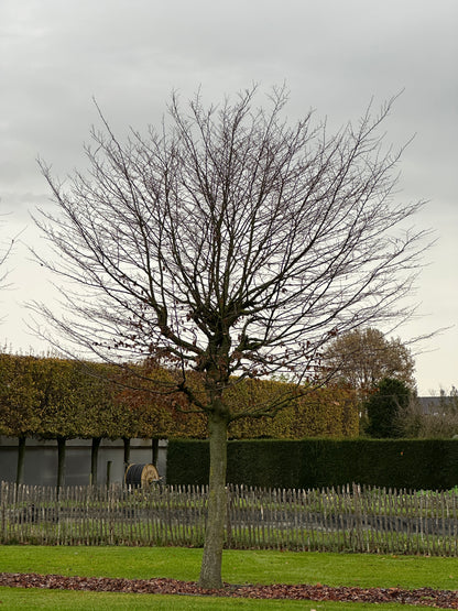 CB TREE #051
