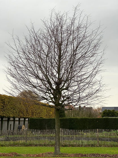 CB TREE #052