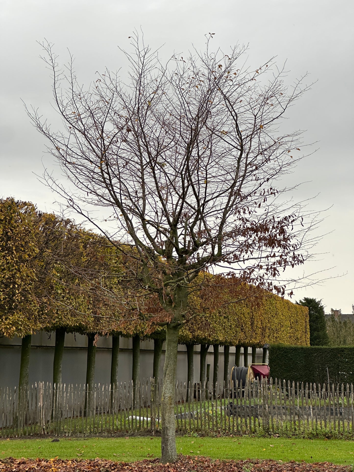 CB TREE #053
