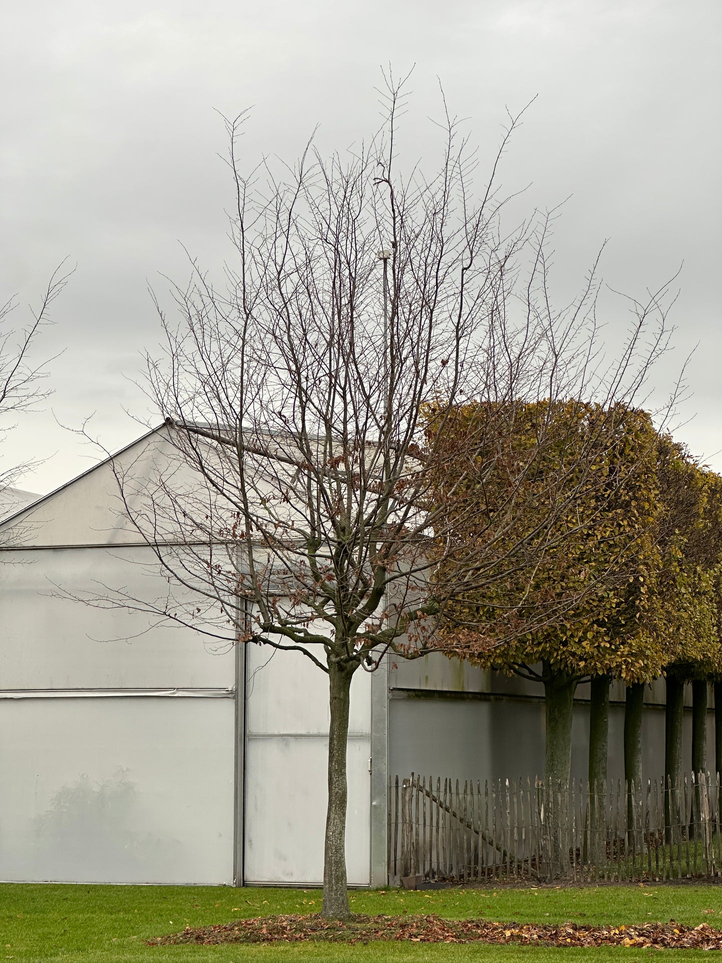 CB TREE #054
