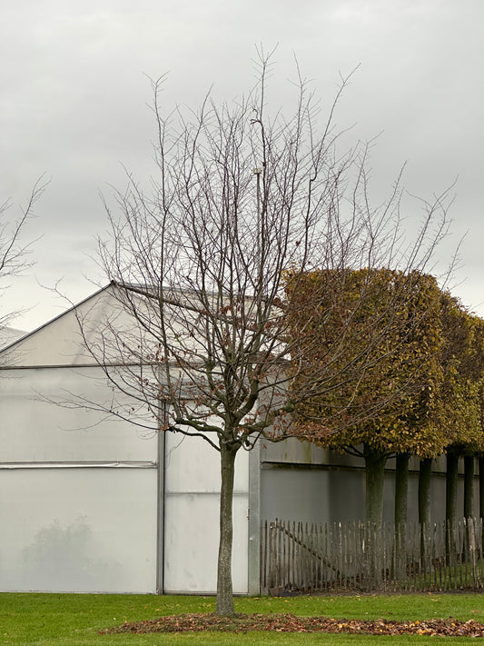 CB TREE #054