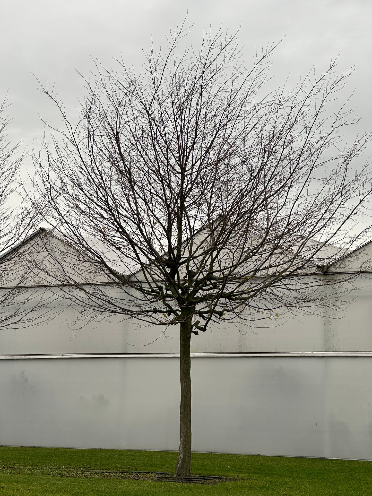 CB TREE #055