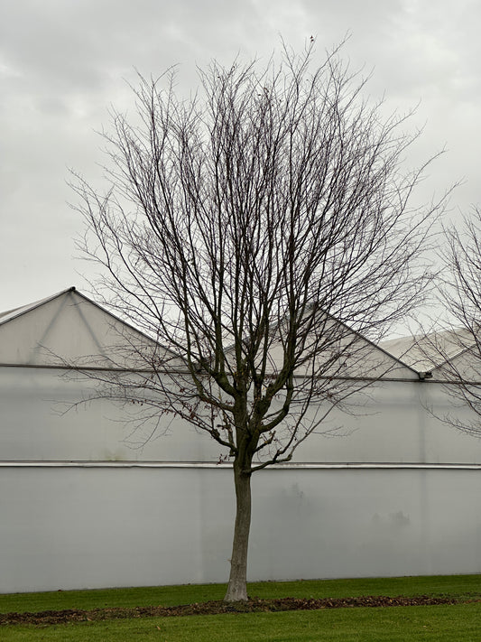 CB TREE #057